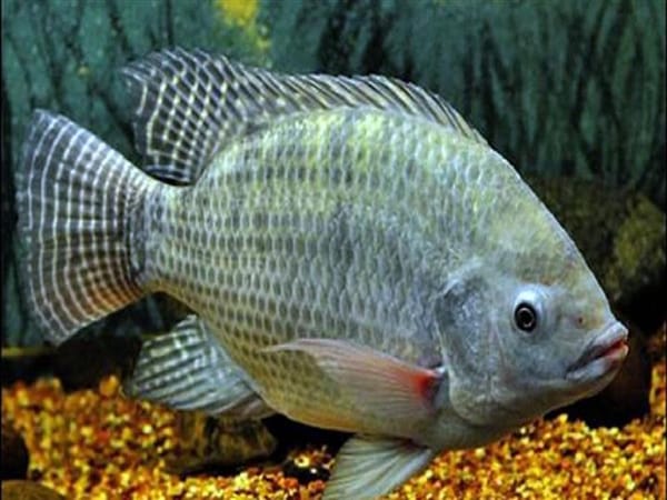 Mơ thấy cá rô nên chọn con gì, số mấy gặp may mắn