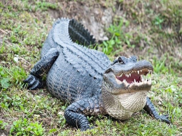 Chiêm bao thấy cá sấu chọn con gì, số gì để hưởng lộc lá