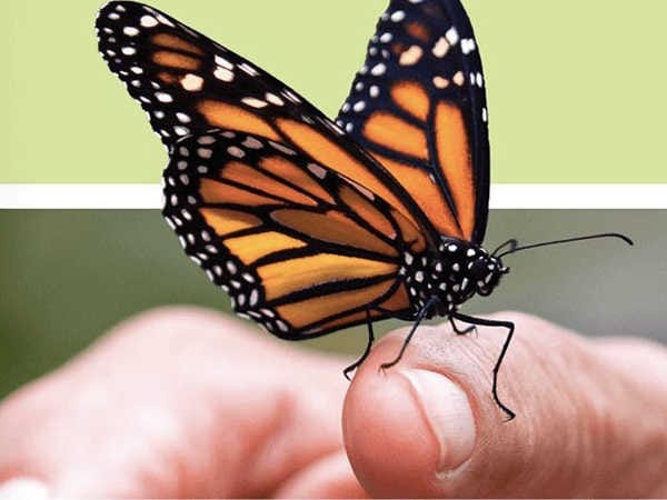 Mơ thấy bươm bướm nên chọn số mấy phát tài