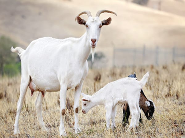 Mơ thấy con dê thì nên chọn con gì, số mấy giúp đổi vận