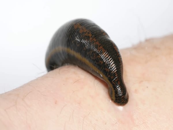 Mơ thấy đỉa nên chọn con gì, số mấy thịnh vượng