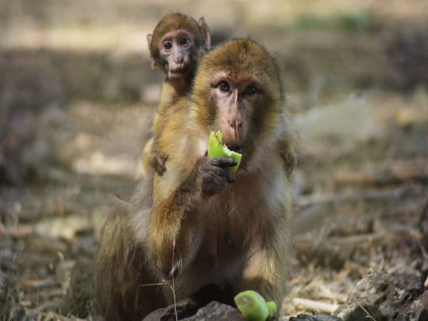 Mơ thấy con khỉ nên chọn con gì, số mấy thì dễ trúng?