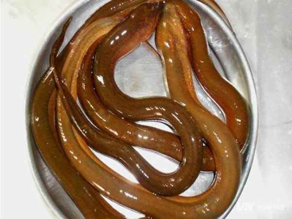 Mơ thấy con lươn chọn con gì, số mấy để hút tài lộc đầy túi