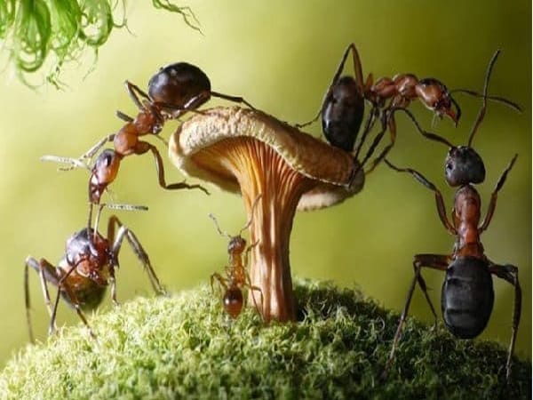 Mơ thấy kiến cắn chọn con gì số nào phát tài lộc