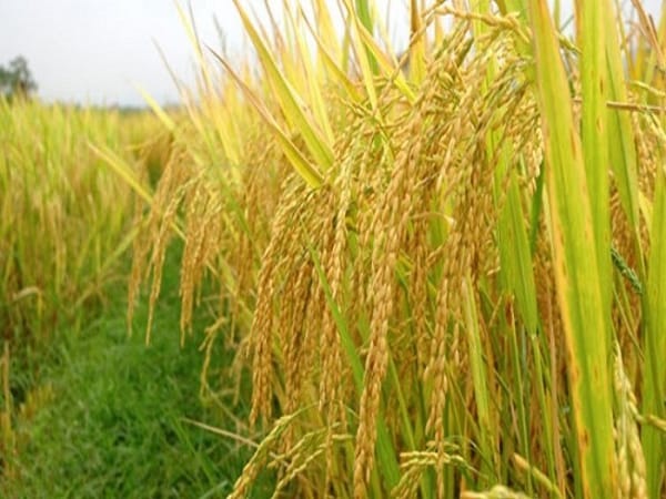 Mơ thấy lúa gạo thì nên chọn con gì, số gì dễ trúng