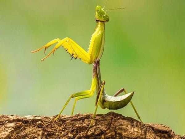 Mơ thấy bọ ngựa chọn con gì, số mấy chắc thắng 