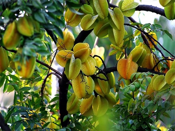 Mơ thấy cây khế thì nên chọn con gì, số mấy thịnh vượng