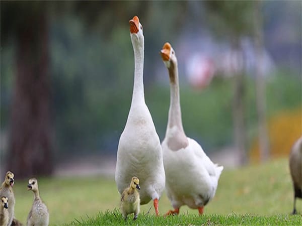 Ngủ mơ thấy ngỗng nên chọn con gì, số gì vượng phát