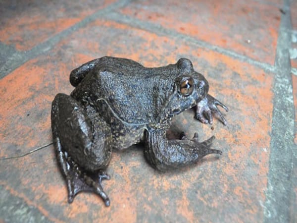 Mơ thấy ếch chọn con gì, chọn số gì dễ trúng thưởng 