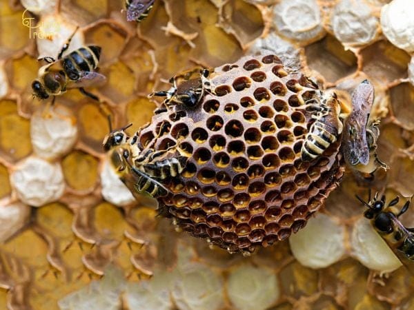 Mơ thấy ong nên chọn con gì, số mấy được tài lộc