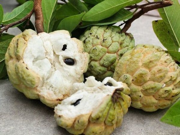 Mơ thấy quả na nên chọn con gì, số máy dễ trúng thưởng