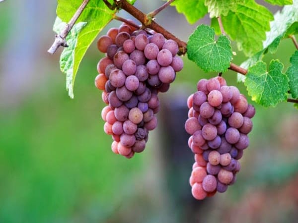 Mơ thấy quả nho chọn con gì, số may mắn nào