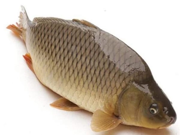 Nằm mơ thấy cá chép đen