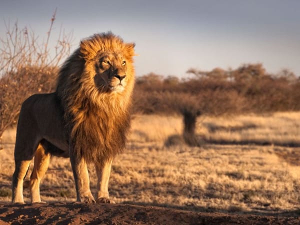 Giải mã giấc mơ thấy sư tử điềm gì, ý nghĩa gì