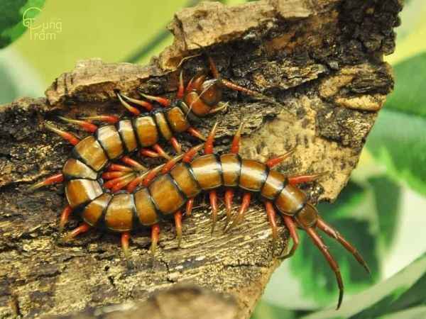 Nằm mơ thấy rết bò qua người ý nghĩa gì