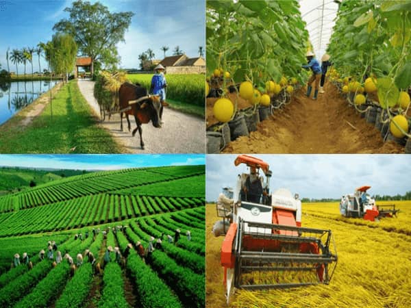 Đặc điểm của sản xuất nông nghiệp Việt Nam là gì