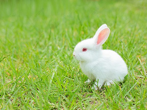Mơ thấy thỏ trắng đánh con gì trúng to, điềm báo gì?