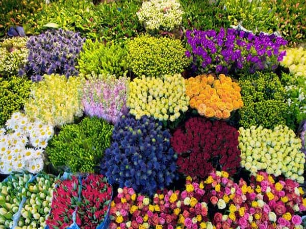 Các loại hoa Đà Lạt, đâu là loại hoa xuất khẩu nhiều nhất