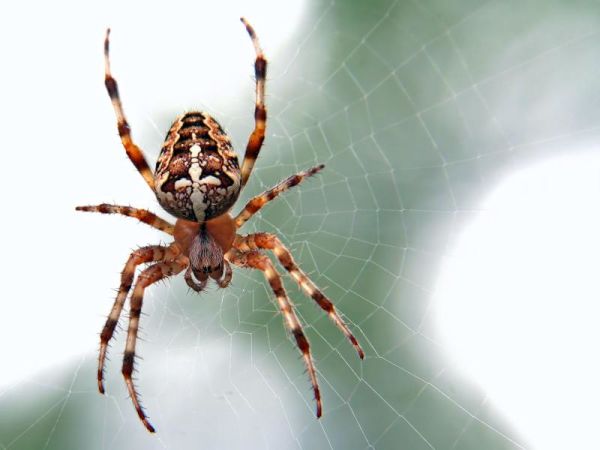 Đi đường gặp nhện tốt hay xấu đánh con gì cực hút TIỀN tài?