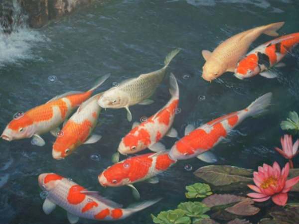 Mộng mơ thấy mình nuôi cá koi