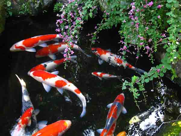 Nằm mơ thấy cá koi mang điềm báo gì? Cùng khám phá!
