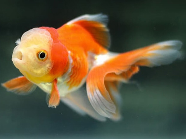 Mộng mị thấy cá vàng khổng lồ