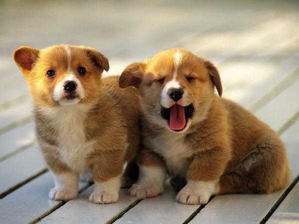 Nằm mơ thấy chó con đánh số mấy may mắn có điềm báo gì