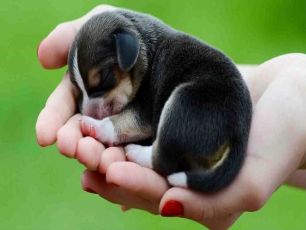 Nằm mơ thấy con chó đen chết ý nghĩa gì