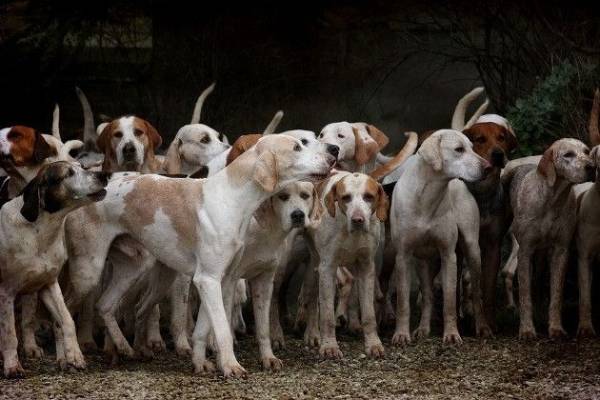 Mơ thấy đàn chó đánh dấu bước ngoặt nào trong sự nghiệp?