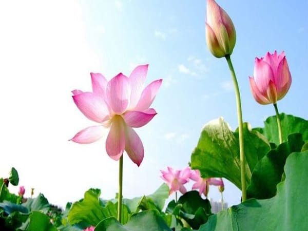 Mơ thấy hoa sen nên chọn con gì, số mấy phát tài