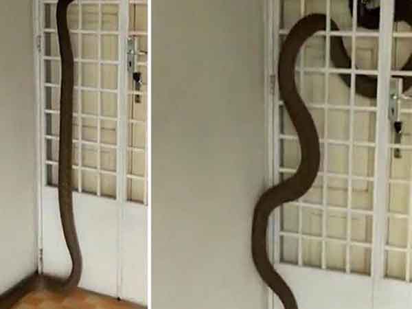 Mơ thấy rắn vào nhà nên làm gì để hóa giải hoặc đón vận may?