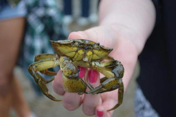 Nằm mơ thấy bắt cua là điềm gì: Cảnh báo hay may mắn?