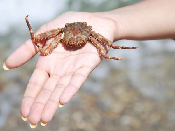 Nằm mơ thấy bắt cua là điềm gì: Cảnh báo hay may mắn?